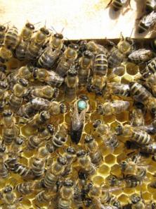 Пчёлы. Матки пчелиные плодные. Карпатка