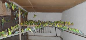 Продам волнитых попугаев