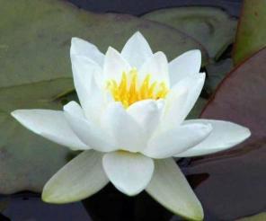 Нимфея - Водяная лилия белая