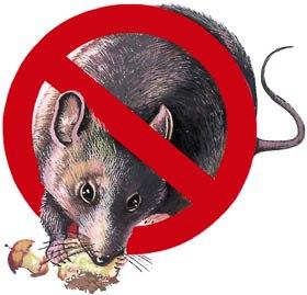 Уничтожение крыс,мышей и др.грызунов в Керчи,Феодосии.