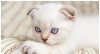 .Шотландские котята от родителей с хорошей родословной и титулами, вислоухие и прямоухие..