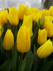 Тюльпаны Оптом к 8 марта 2016