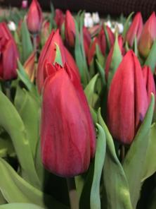 Продам тюльпан оптом к 8 марта